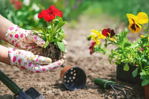 Tukang Kebun Sedang Menanam Sebuah Kebun Bunga Fokus Selektif Alam — Stok Foto