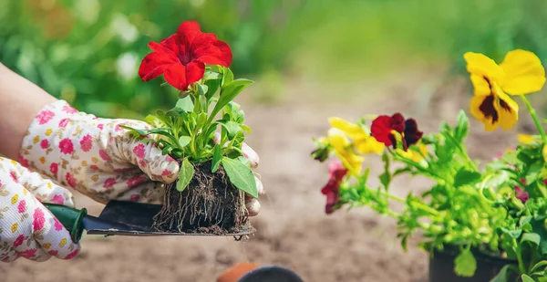 Tukang Kebun Sedang Menanam Sebuah Kebun Bunga Fokus Selektif Alam — Stok Foto