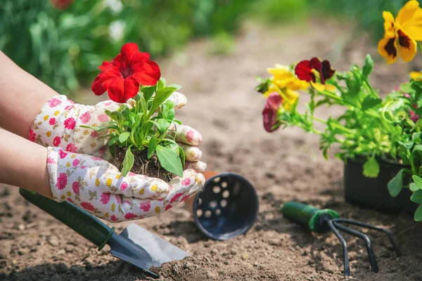 Trädgårdsmästaren Planterar Blomsterträdgård Selektivt Fokus Natur — Stockfoto