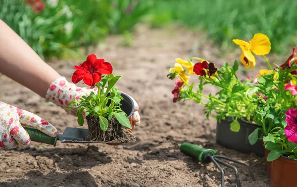 Trädgårdsmästaren Planterar Blomsterträdgård Selektivt Fokus Natur — Stockfoto