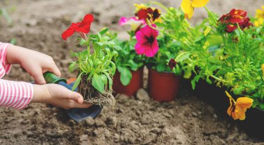 Bir çocuk çiçek bahçesi ekiyor. Seçici odaklanma. Doğa.