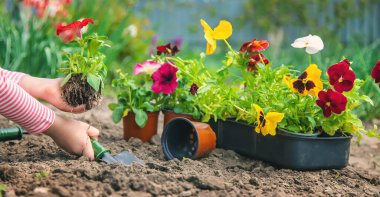 Bir çocuk çiçek bahçesi ekiyor. Seçici odaklanma. Doğa.