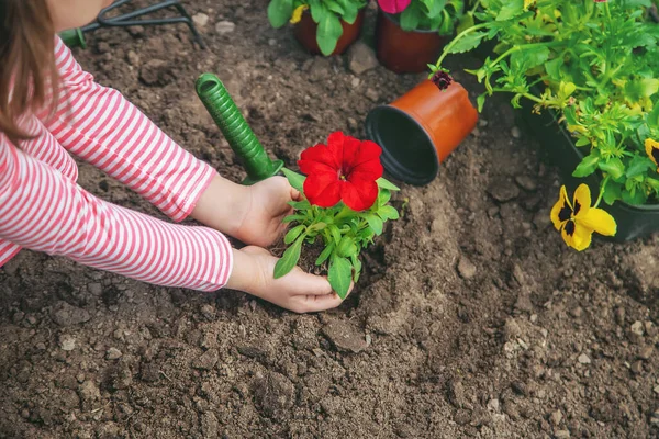 Dítě Zasadí Květinovou Zahradu Selektivní Soustředění Příroda — Stock fotografie