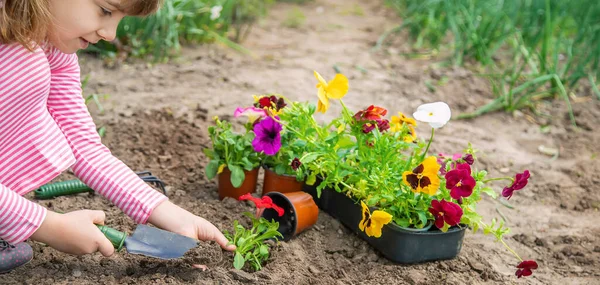 Seorang Anak Menanam Kebun Bunga Fokus Selektif Alam — Stok Foto