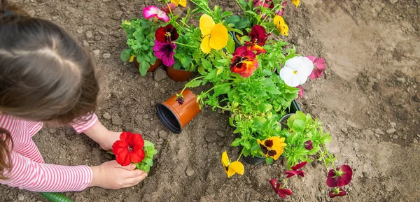 Ребенок Сажает Цветочный Сад Выборочный Фокус Природа — стоковое фото