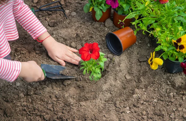 Bir Çocuk Çiçek Bahçesi Ekiyor Seçici Odaklanma Doğa — Stok fotoğraf