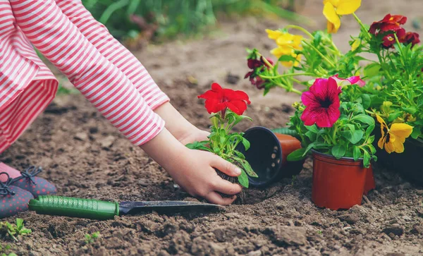 Seorang Anak Menanam Kebun Bunga Fokus Selektif Alam — Stok Foto