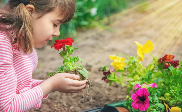 Niño Planta Jardín Flores Enfoque Selectivo Naturaleza —  Fotos de Stock