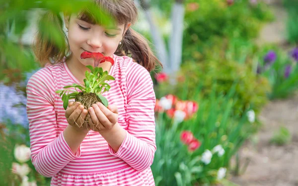 Ребенок Сажает Цветочный Сад Выборочный Фокус Природа — стоковое фото