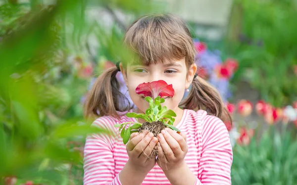 Enfant Plante Jardin Fleuri Concentration Sélective Nature — Photo