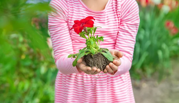 Ein Kind Pflanzt Einen Blumengarten Selektiver Fokus Natur — Stockfoto