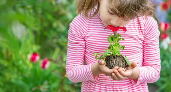 Een Kind Plant Een Bloementuin Selectieve Focus Aard — Stockfoto