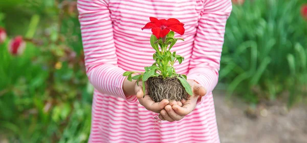 Enfant Plante Jardin Fleuri Concentration Sélective Nature — Photo