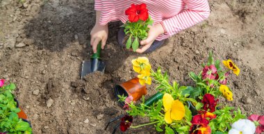 Bir çocuk çiçek bahçesi ekiyor. Seçici odaklanma. Doğa.