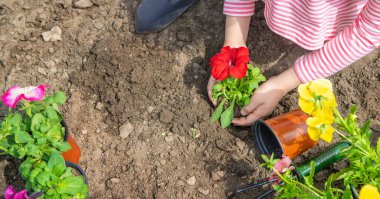 Bir çocuk çiçek bahçesi ekiyor. Seçici odaklanma. Doğa.