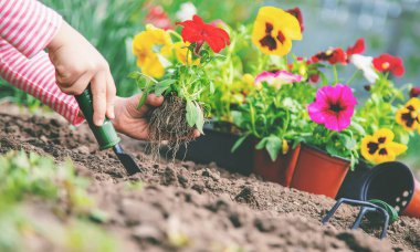 Bir çocuk çiçek bahçesi ekiyor. Seçici odaklanma. Doğa.