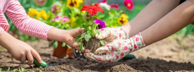 Çocuk ve anne bahçeye çiçek eker. Seçici odaklanma. Doğa.