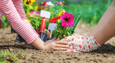 Çocuk ve anne bahçeye çiçek eker. Seçici odaklanma. Doğa.