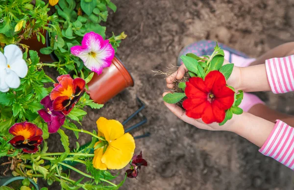 Ett Barn Planterar Blomsterträdgård Selektivt Fokus Natur — Stockfoto