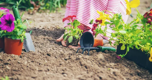 Ett Barn Planterar Blomsterträdgård Selektivt Fokus Natur — Stockfoto