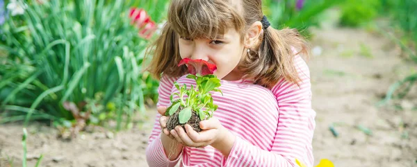 Niño Planta Jardín Flores Enfoque Selectivo Naturaleza —  Fotos de Stock