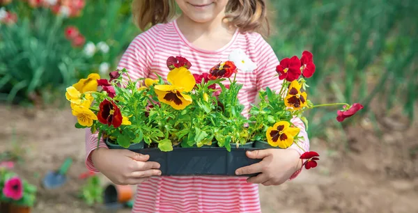 Uma Criança Planta Jardim Flores Foco Seletivo Natureza — Fotografia de Stock