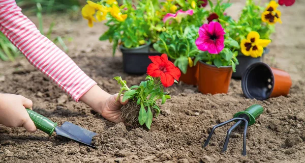 Niño Planta Jardín Flores Enfoque Selectivo Naturaleza —  Fotos de Stock