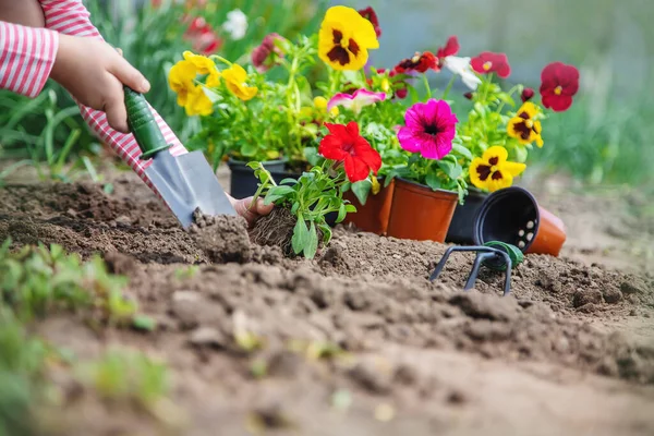 Ett Barn Planterar Blomsterträdgård Selektivt Fokus Natur — Stockfoto