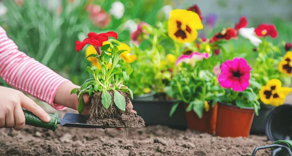 Copil Plantează Grădină Flori Concentrare Selectivă Natura — Fotografie, imagine de stoc