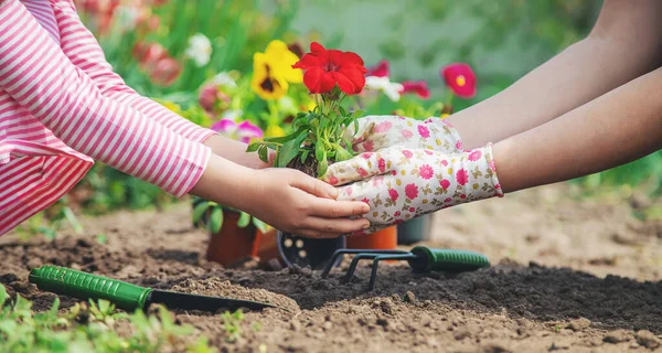 Barn Och Mor Planterar Blommor Trädgården Selektivt Fokus Natur — Stockfoto