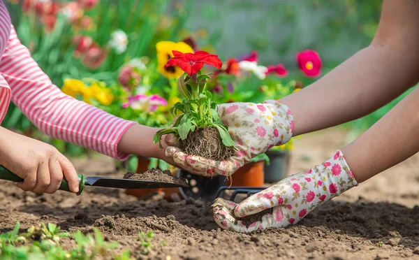 Anak Dan Ibu Menanam Bunga Kebun Fokus Selektif Alam — Stok Foto