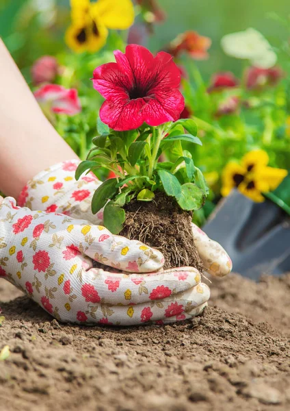 Trädgårdsmästaren Planterar Blomsterträdgård Selektivt Fokus Natur — Stockfoto