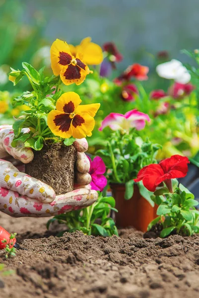 Der Gärtner Pflanzt Einen Blumengarten Selektiver Fokus Natur — Stockfoto