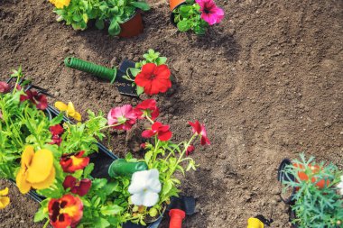 Bahar yaz aylarında çiçek ekiyorum. Seçici odaklanma. Doğa.