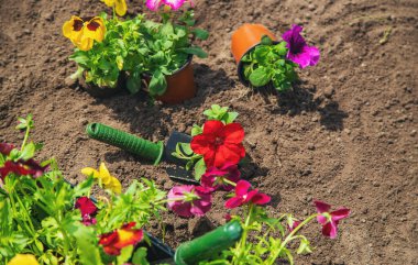 Bahar yaz aylarında çiçek ekiyorum. Seçici odaklanma. Doğa.