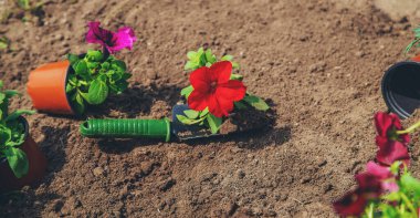 Bahar yaz aylarında çiçek ekiyorum. Seçici odaklanma. Doğa.