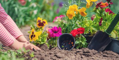 Bir çocuk çiçek bahçesi ekiyor. Seçici odaklanma. Doğa.