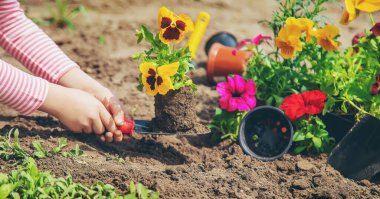 Bir çocuk çiçek bahçesi ekiyor. Seçici odaklanma. Doğa.