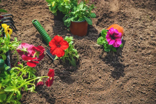 Plantera Blomsterträdgård Vår Sommar Selektivt Fokus Natur — Stockfoto