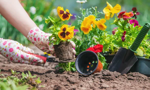 庭師は花の庭を植えます 選択的フォーカス — ストック写真