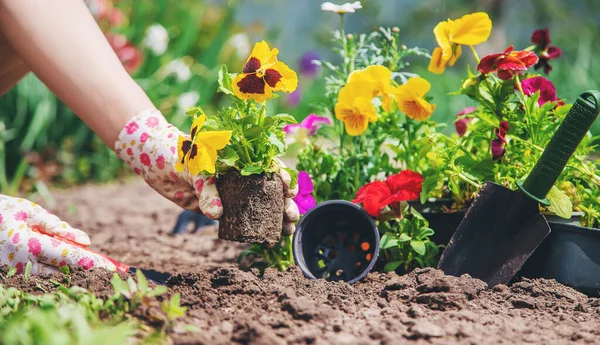 Trädgårdsmästaren Planterar Blomsterträdgård Selektivt Fokus Natur — Stockfoto