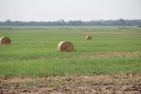 Cylindrical bales of pressed hay to the field