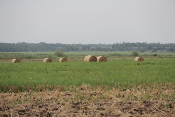 Cylindrical bales of pressed hay to the field