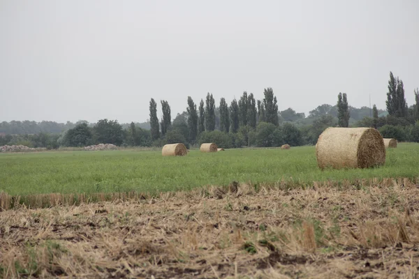 Harvested field. The straw bales — Stock Photo, Image