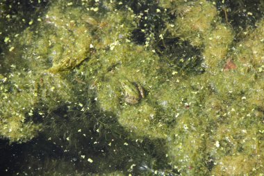 Tina arasında bir havuzda kurbağa oturur