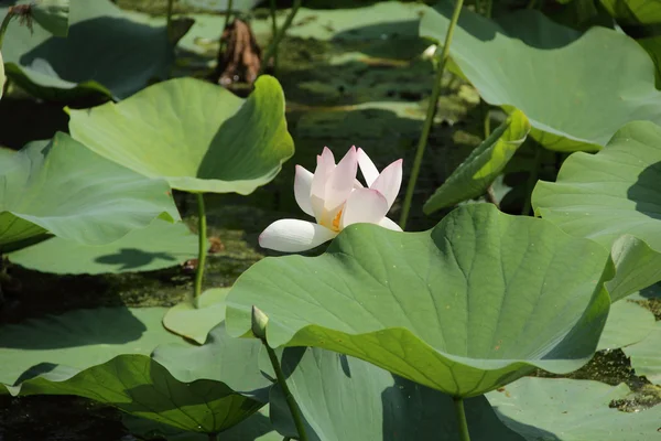 Fiore di loto rosa in uno stagno — Foto Stock