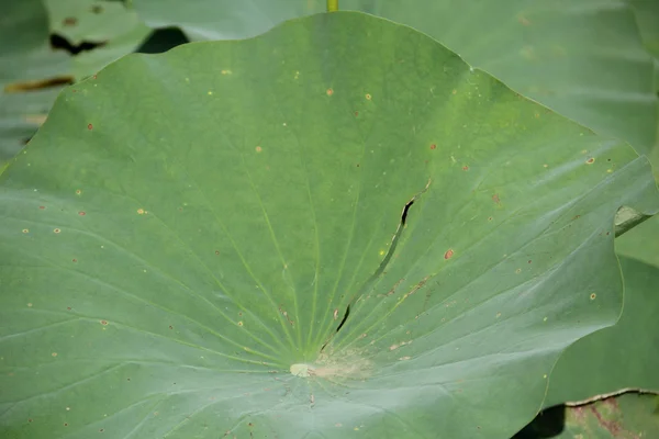 Feuille de lotus vert dans un étang à l'extérieur — Photo