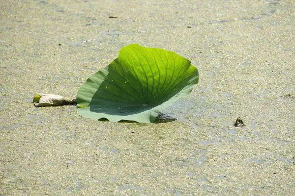 Grön lotusblad i en damm utomhus — Stockfoto
