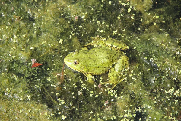 Żaba siedzi w stawie Tina — Zdjęcie stockowe