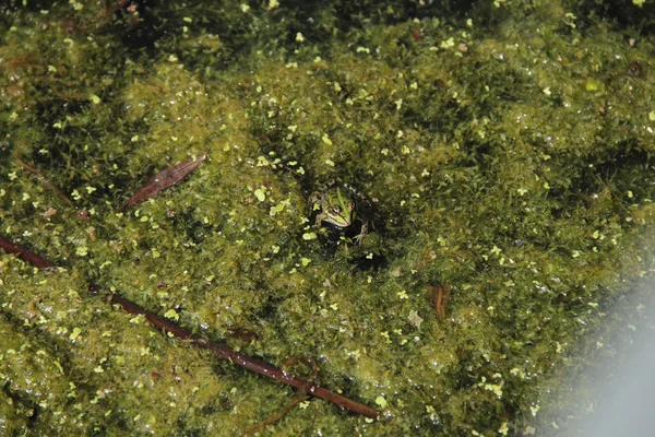 Der Frosch sitzt in einem Teich inmitten von tina — Stockfoto